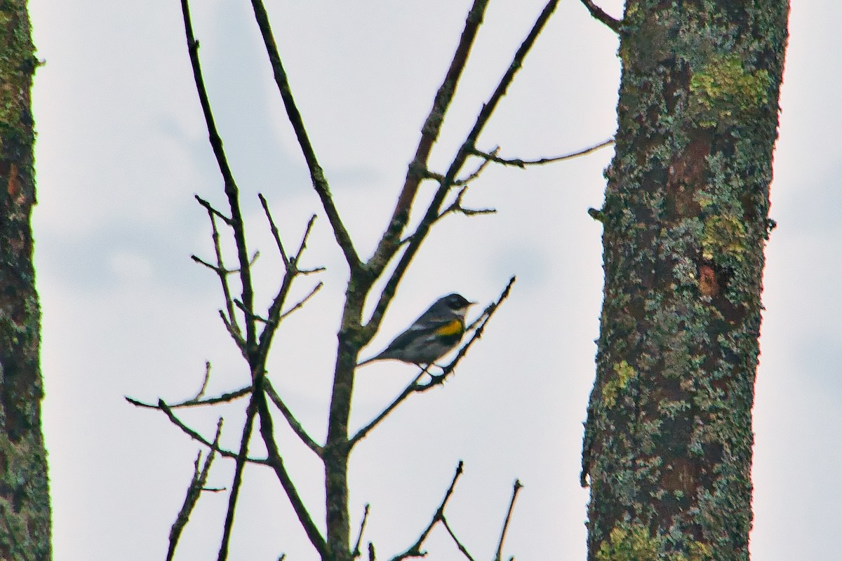 Yellow-rumped Warbler (Myrtle) - ML648901607