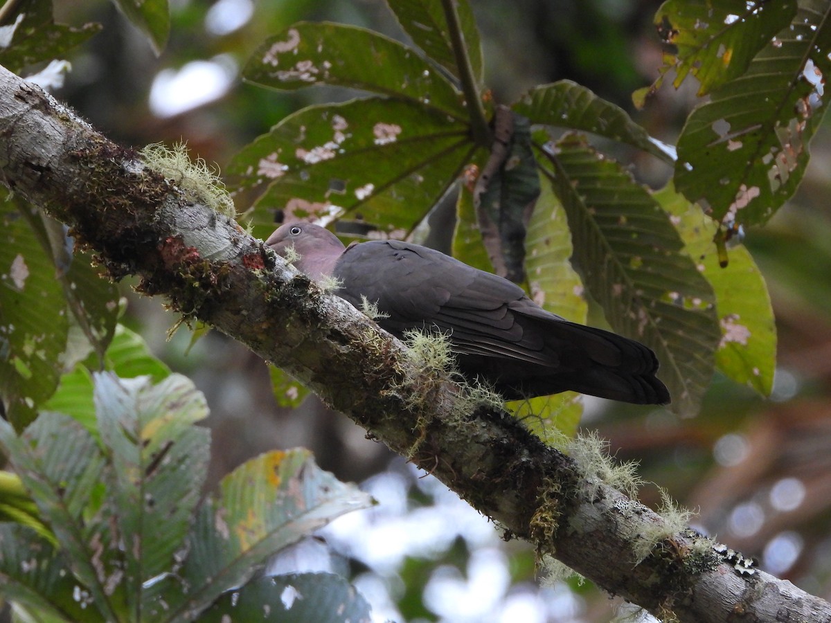 Plumbeous Pigeon - ML648901622
