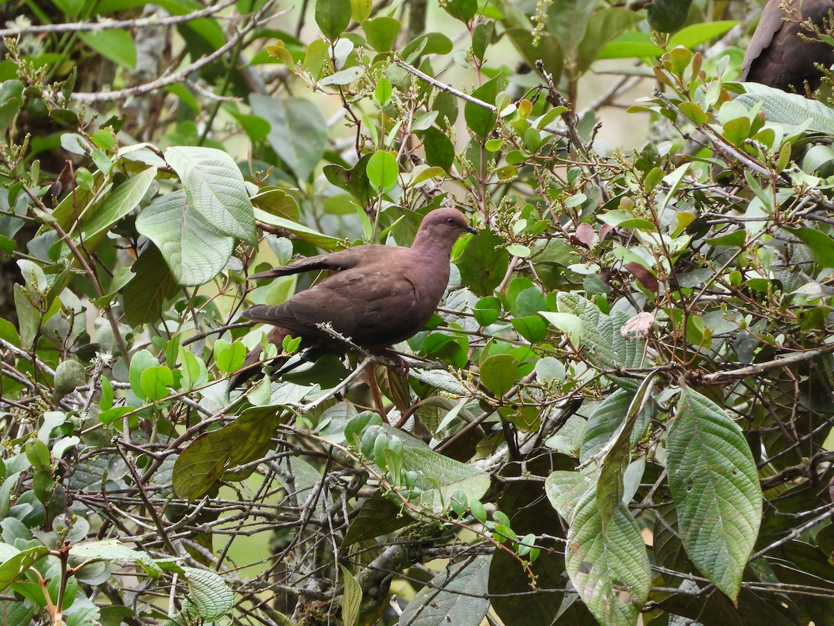 Ruddy Pigeon - ML648901650