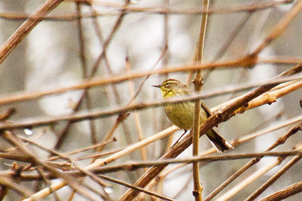 Palm Warbler - ML648901795