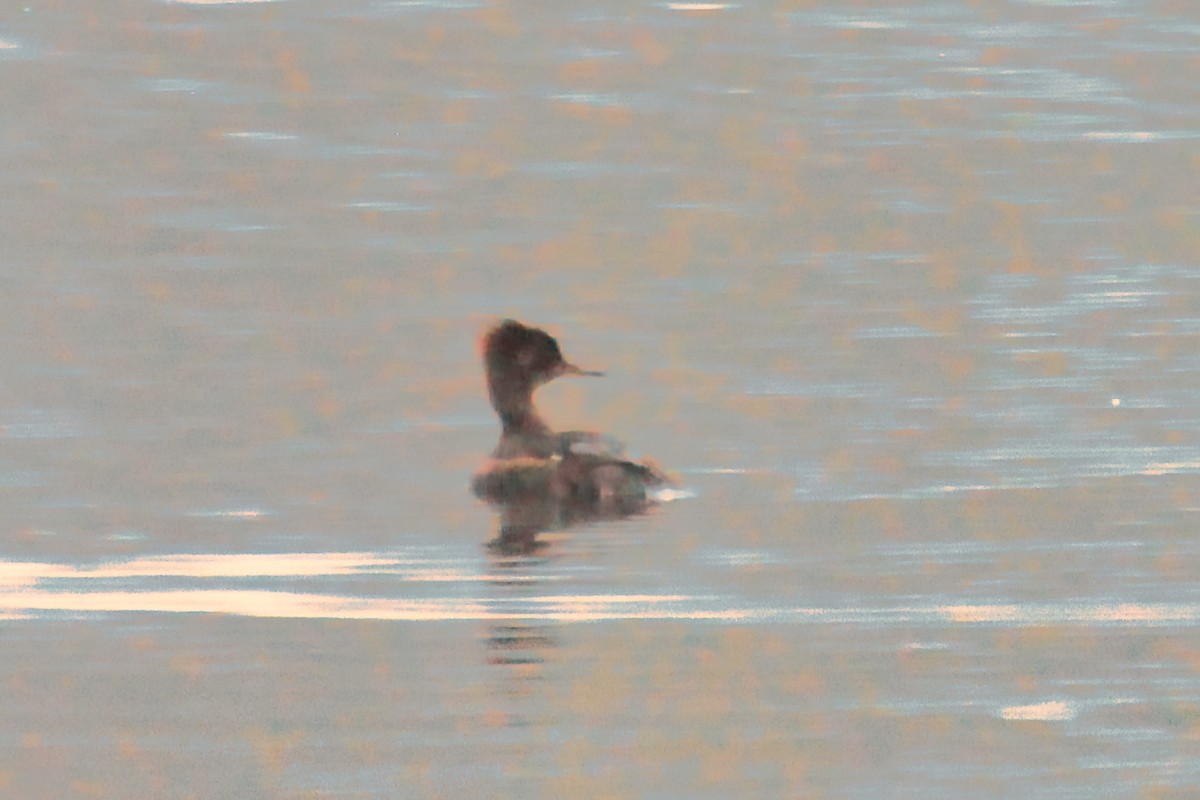 Red-breasted Merganser - ML648901914
