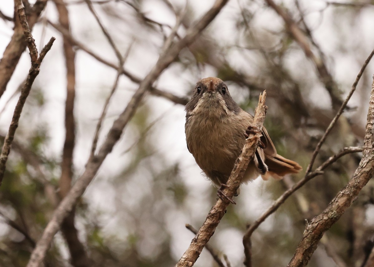 Pipipi - ML648902069