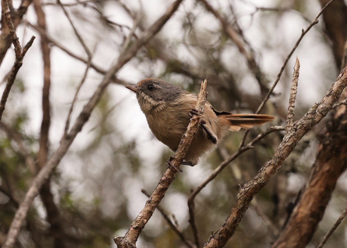 Pipipi - ML648902070