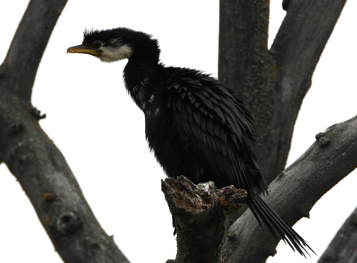 Little Pied Cormorant - ML648902092