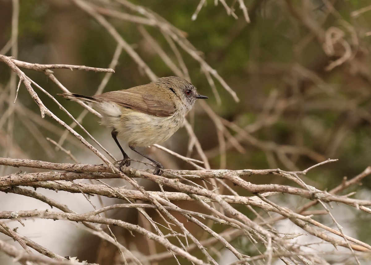 Gray Gerygone - ML648902097