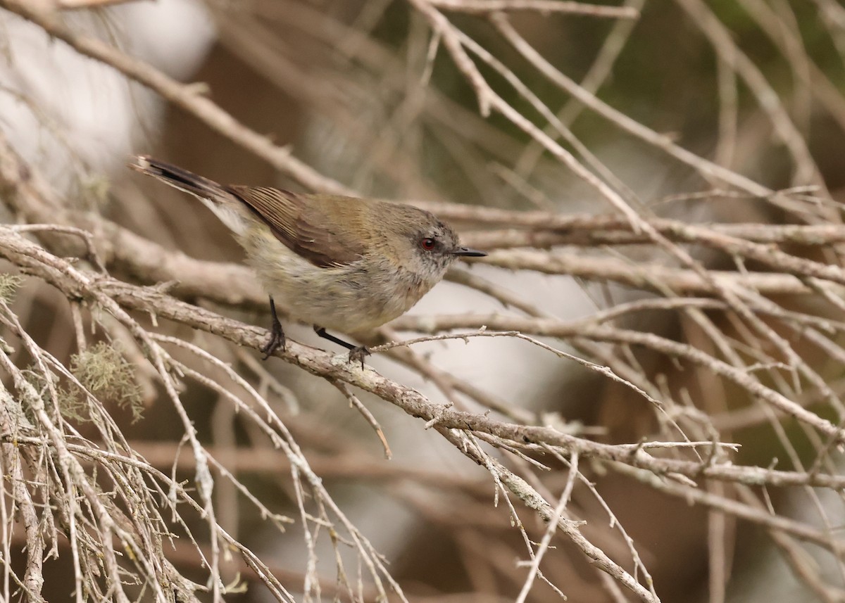 Gray Gerygone - ML648902101