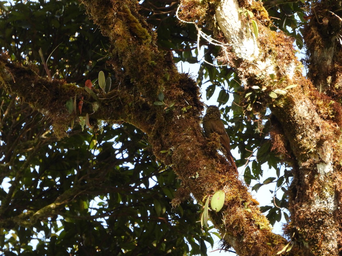 Olive-backed Woodcreeper - ML648902117