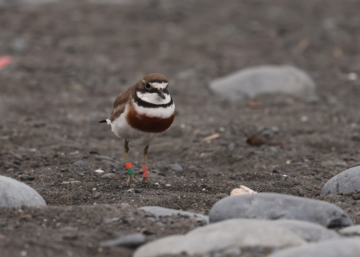 Double-banded Plover - ML648902162