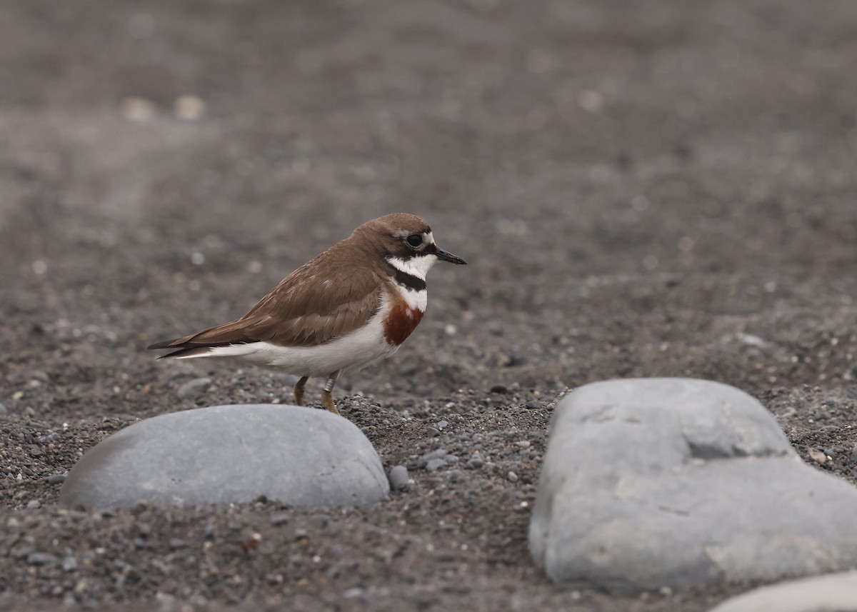 Double-banded Plover - ML648902165