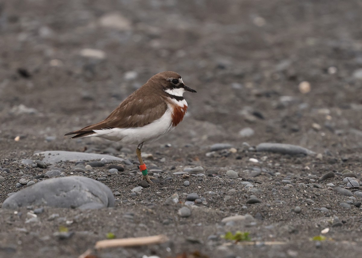Double-banded Plover - ML648902167