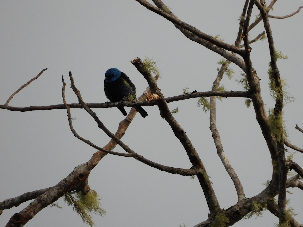 Blue-necked Tanager - ML648902192