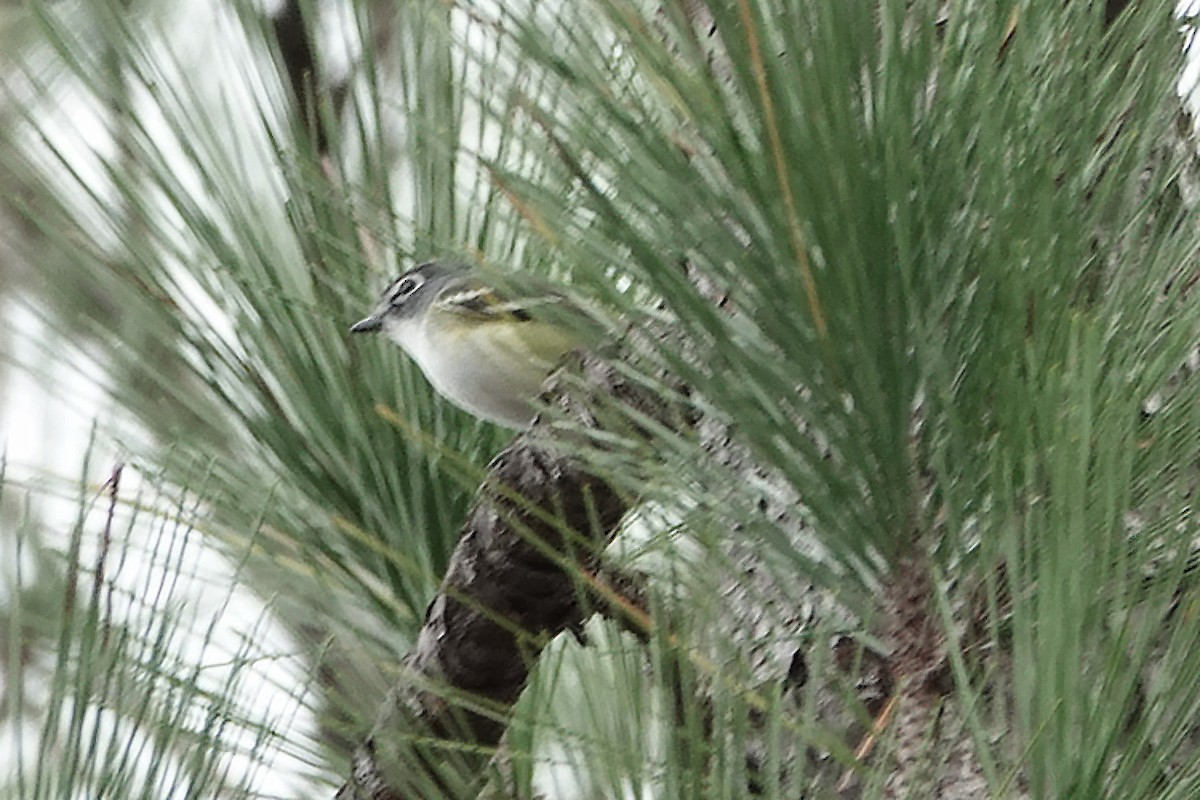 Blue-headed Vireo - ML648902204