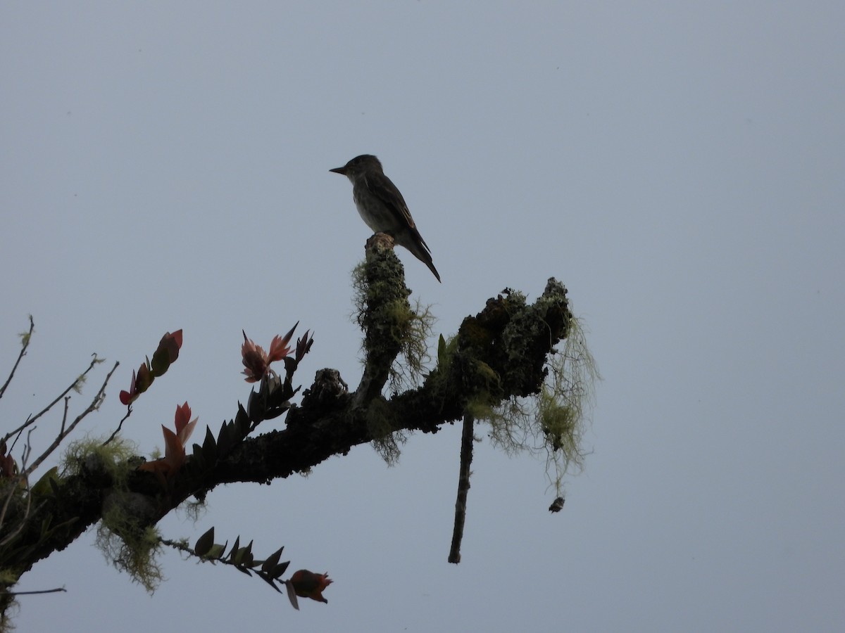Olive-sided Flycatcher - ML648902250