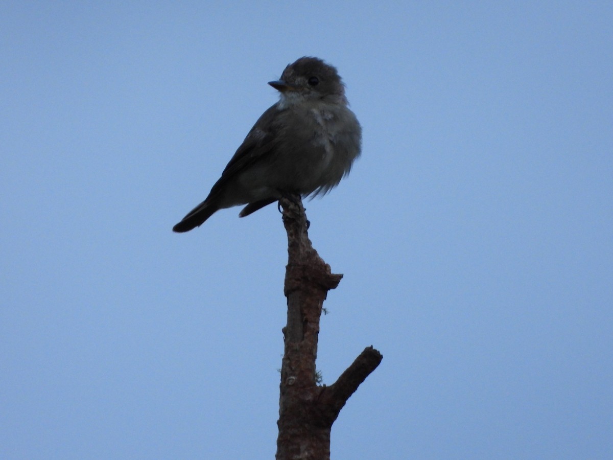 Eastern Wood-Pewee - ML648902325
