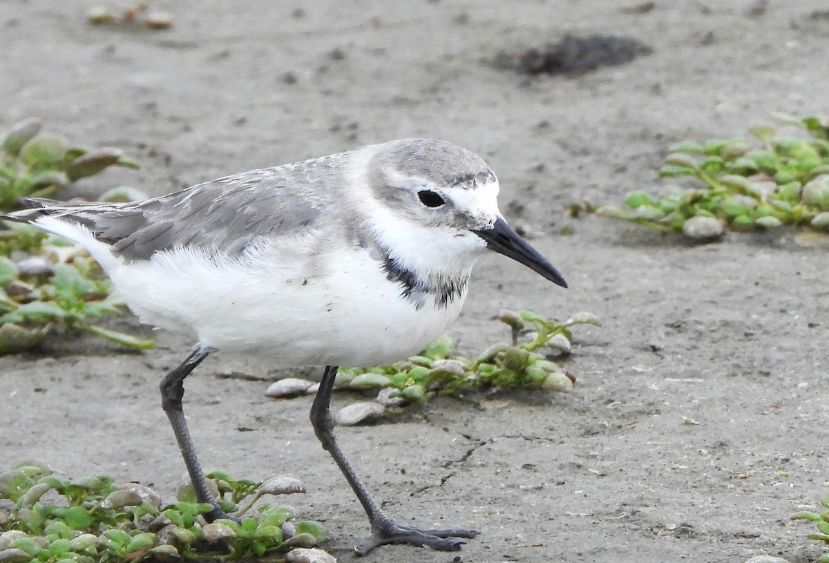 Wrybill - ML648902327