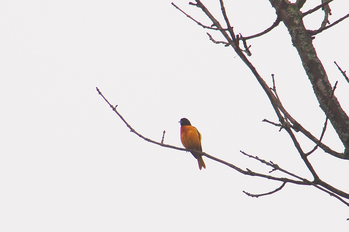 Baltimore Oriole - ML648902398
