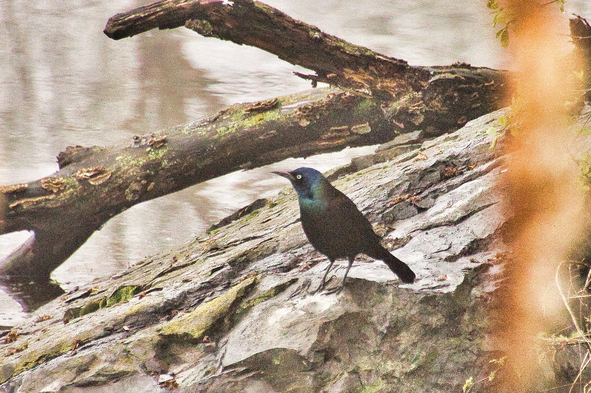 Common Grackle - ML648902413