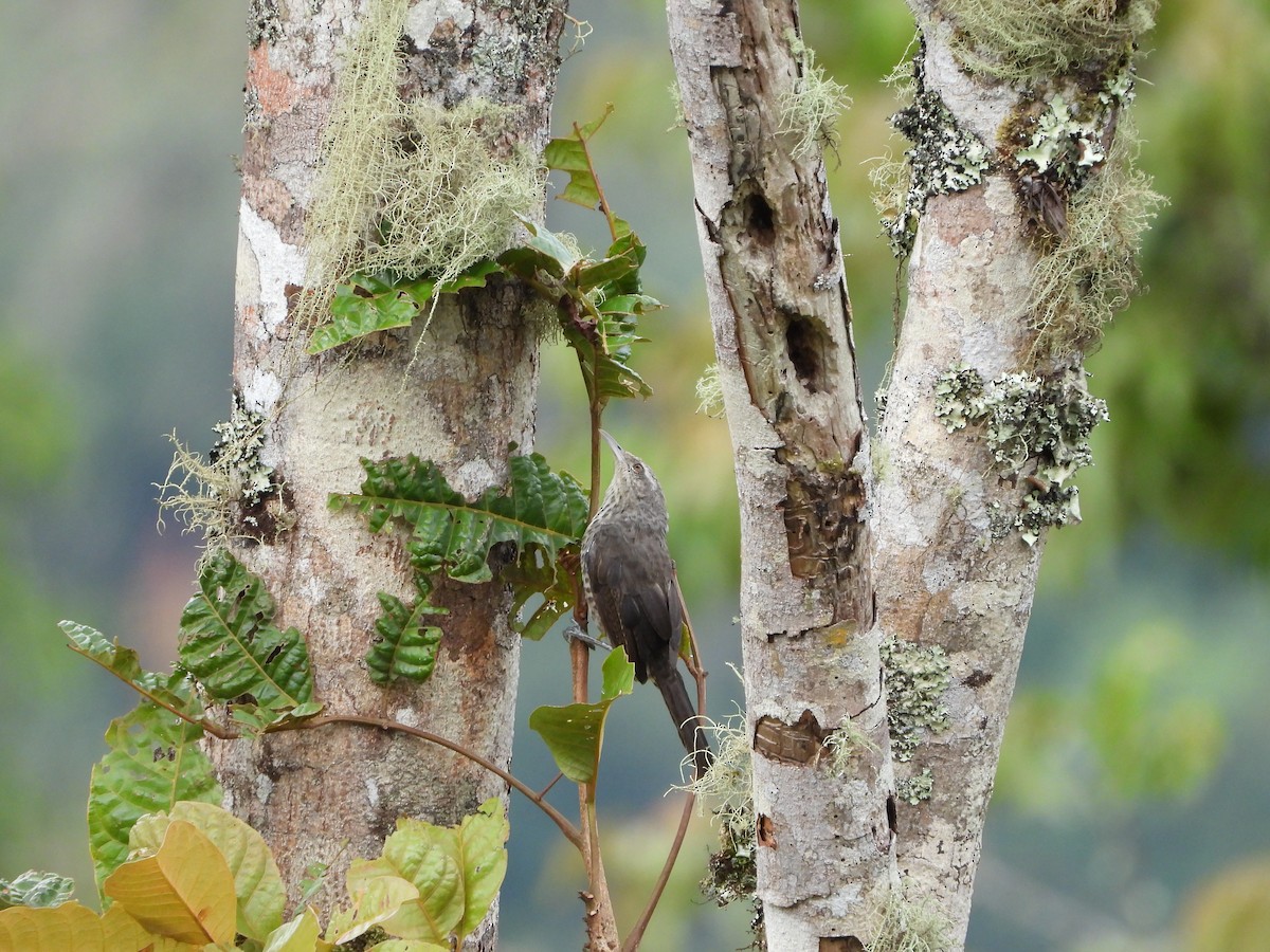 Thrush-like Wren - ML648902494