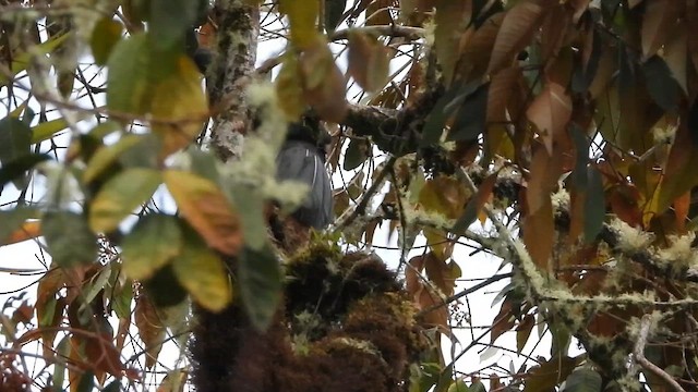 Sickle-winged Guan - ML648902606