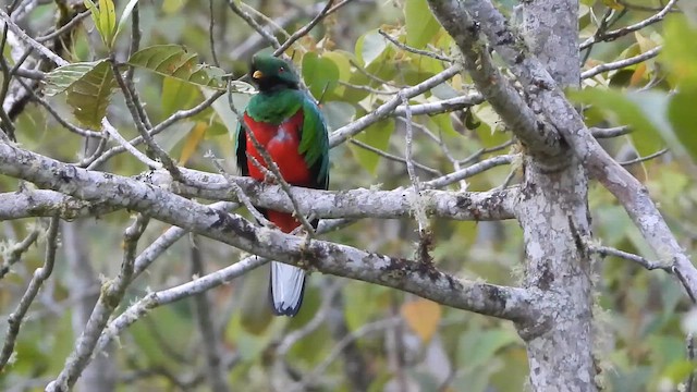 Crested Quetzal - ML648902619