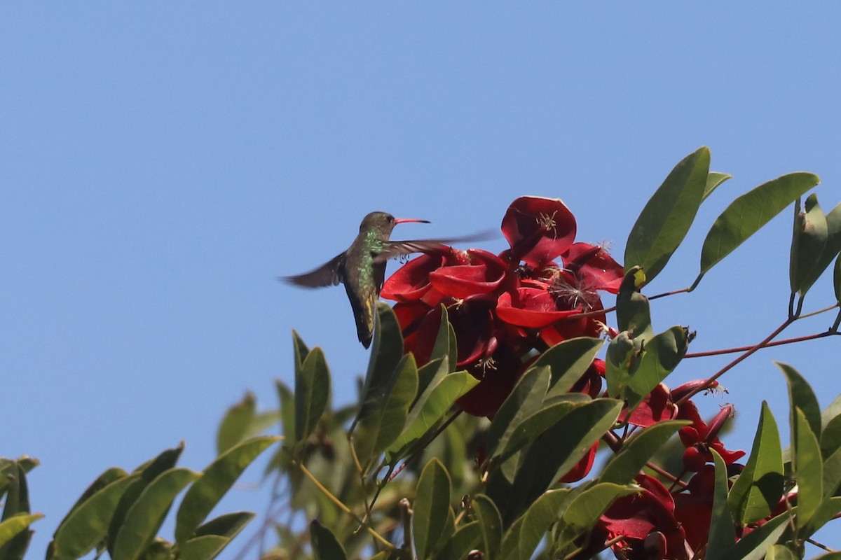 Gilded Hummingbird - ML648902729