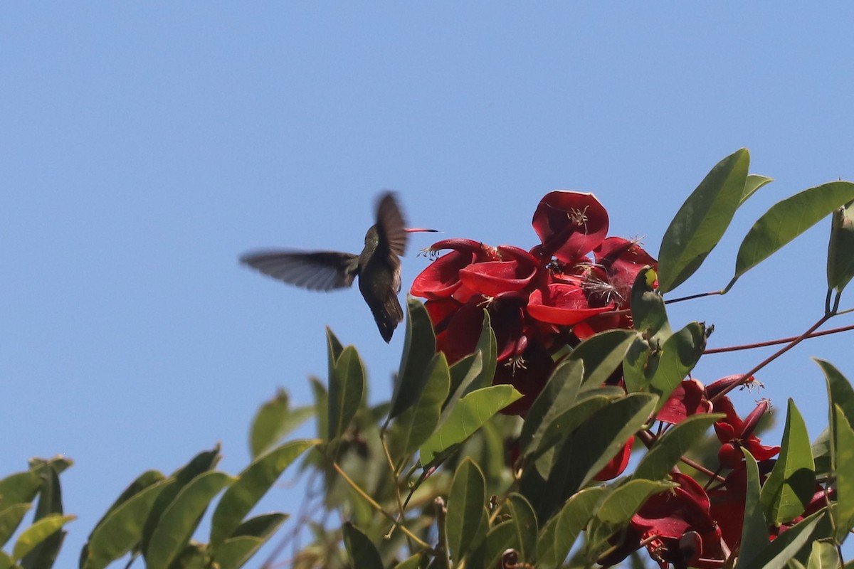 Gilded Hummingbird - ML648902730