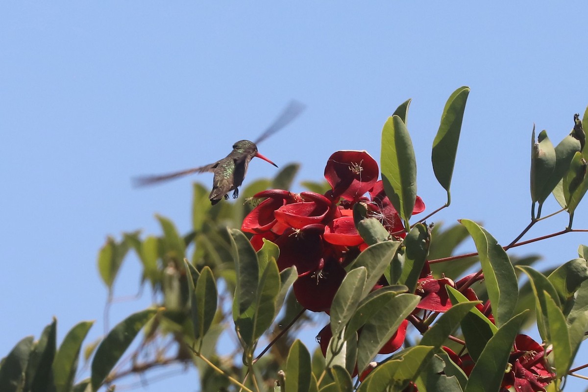 Gilded Hummingbird - ML648902731