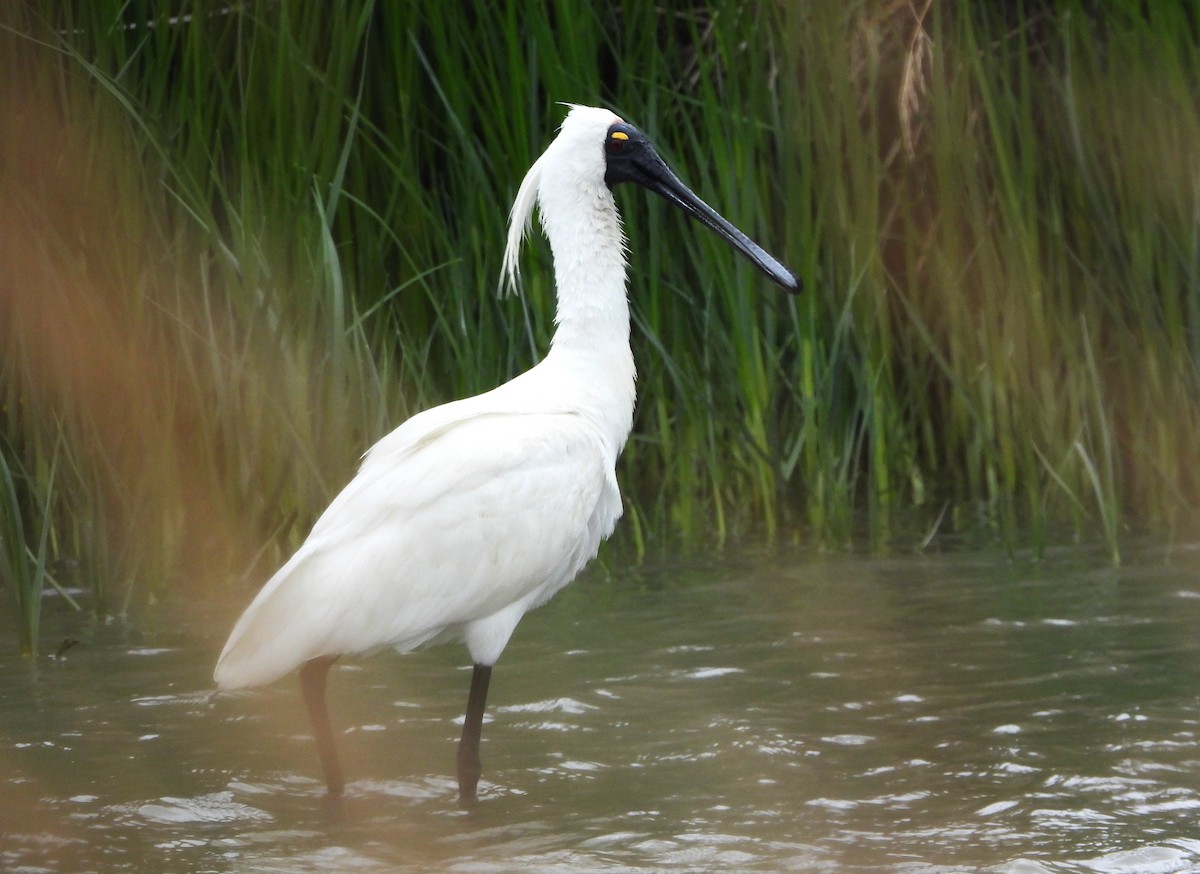 Royal Spoonbill - ML648902888