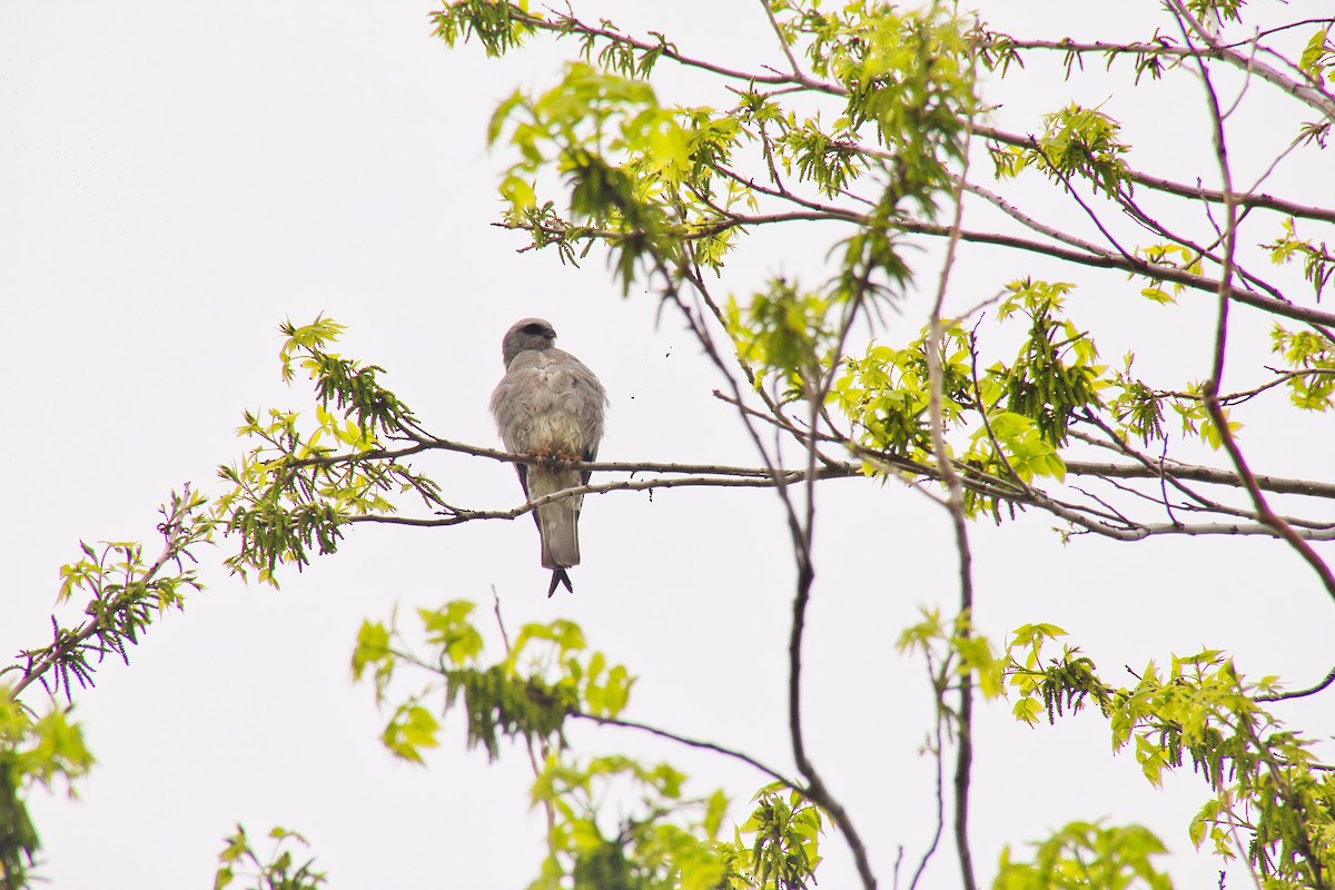 Mississippi Kite - ML648902914