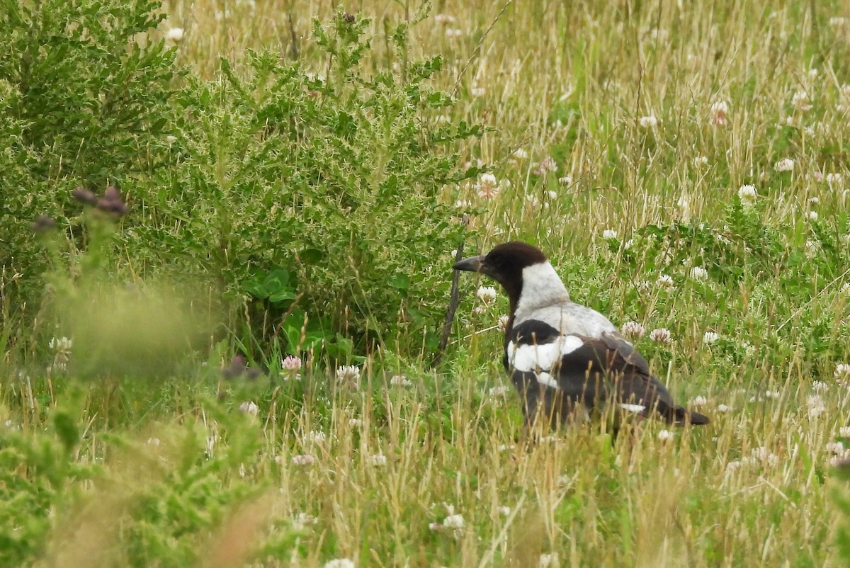 Australian Magpie - ML648902926