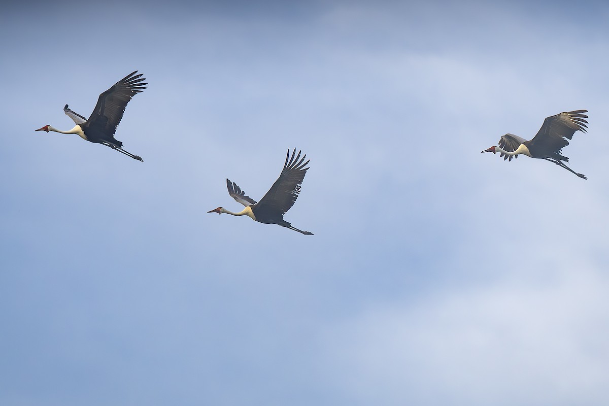 Grue caronculée - ML648903061
