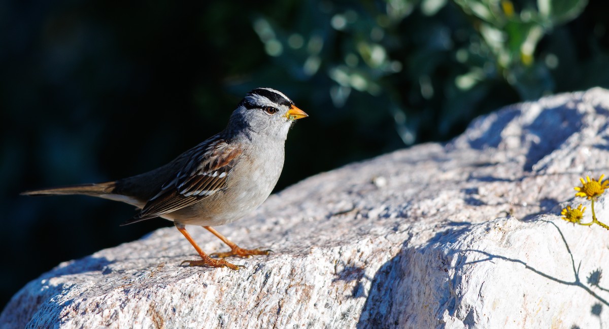 Бруант білобровий (підвид gambelii) - ML648903069