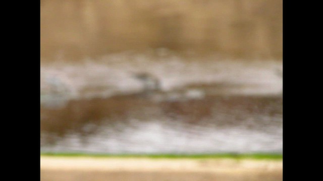 חופית לבנה - ML648903083