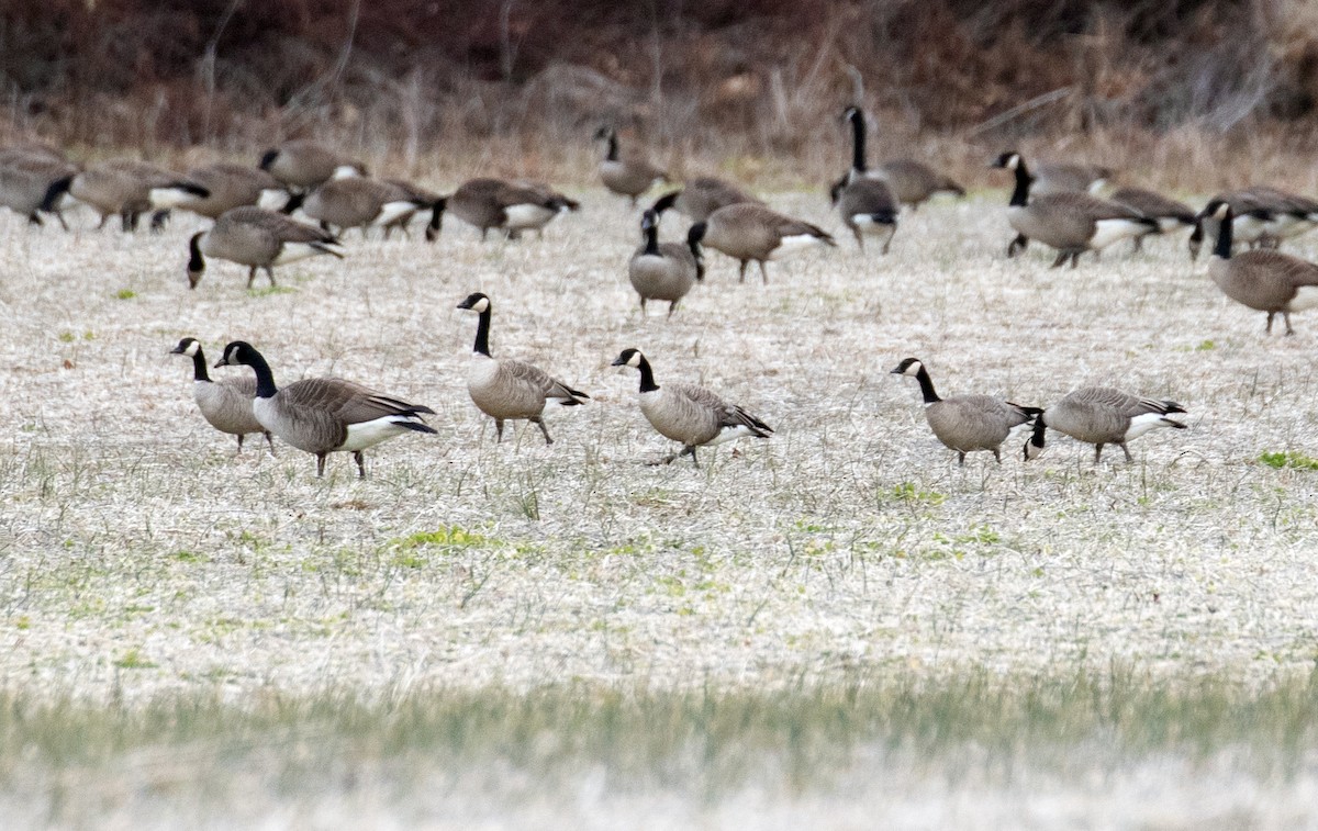 Cackling Goose - ML648903084