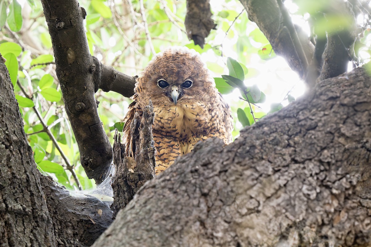 Pel's Fishing-Owl - ML648903139