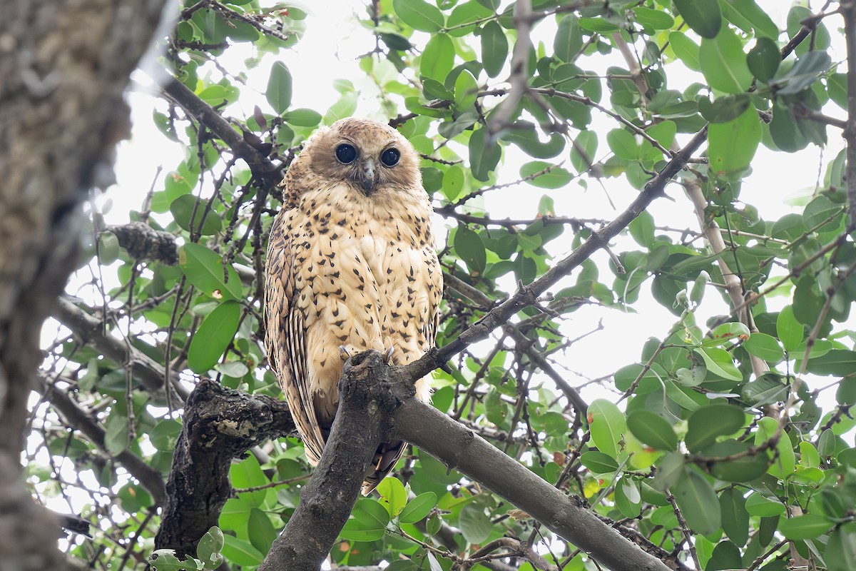 Pel's Fishing-Owl - ML648903140