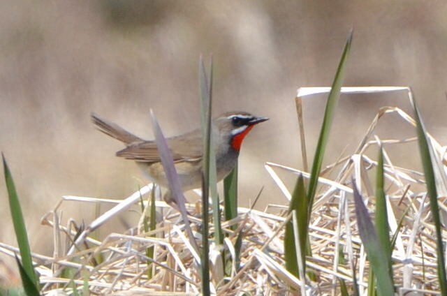 Rossignol calliope - ML648903514