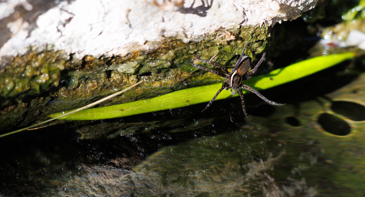 Six-spotted Fishing Spider - ML648903622