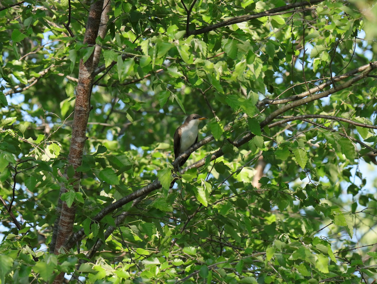 Yellow-billed Cuckoo - ML648904069