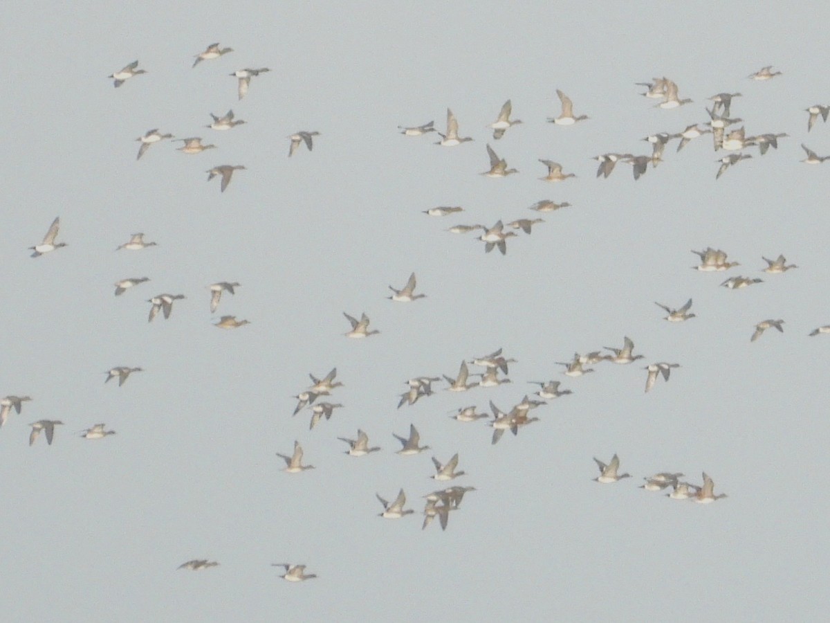 Eurasian Wigeon - ML648904076