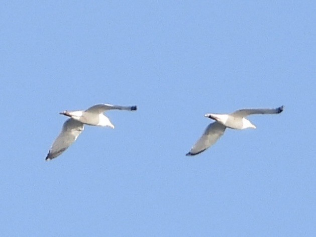 European Herring Gull - ML648904086