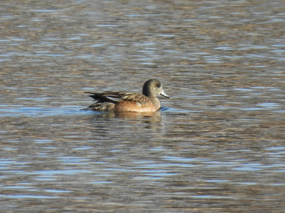 Kanadapfeifente - ML648904149