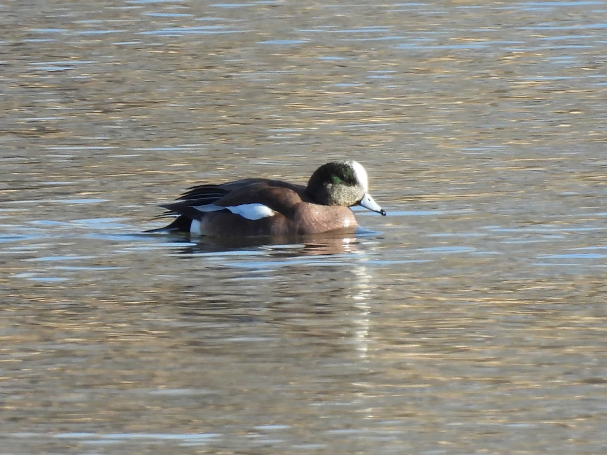 Kanadapfeifente - ML648904150