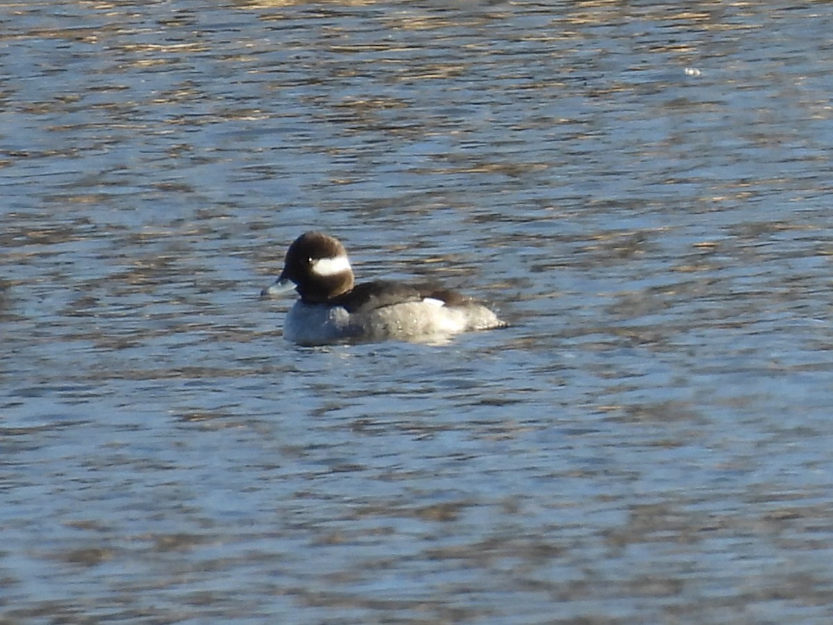 Büffelkopfente - ML648904160