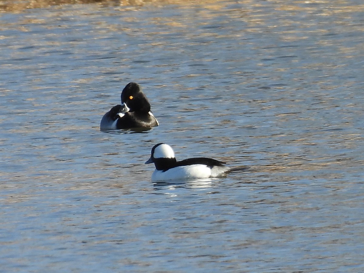 Büffelkopfente - ML648904161