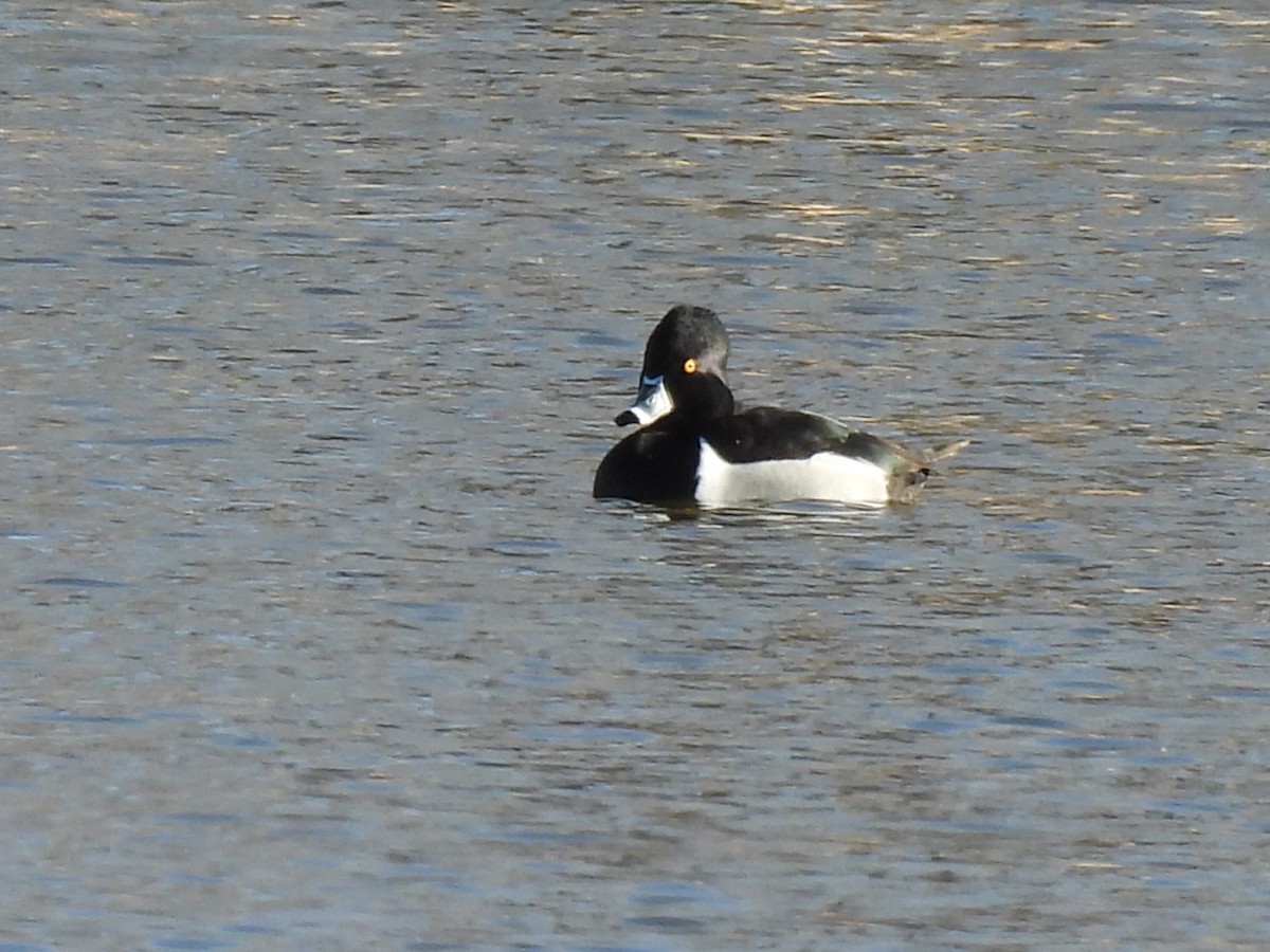 Ringschnabelente - ML648904183