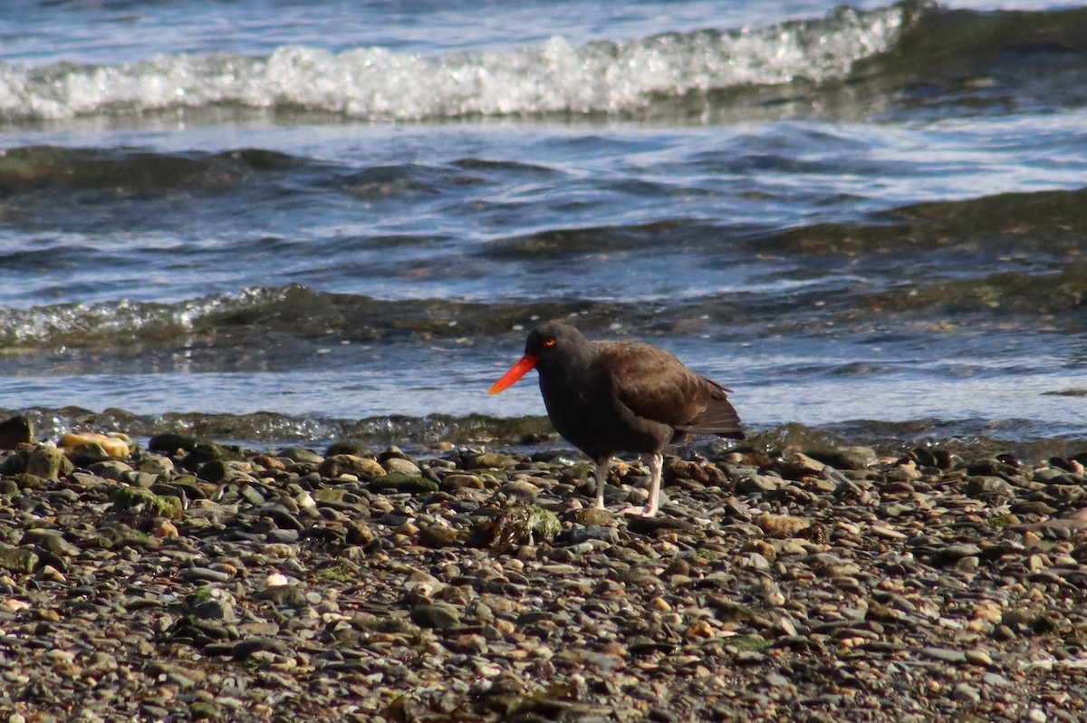 Blackish Oystercatcher - ML648904438