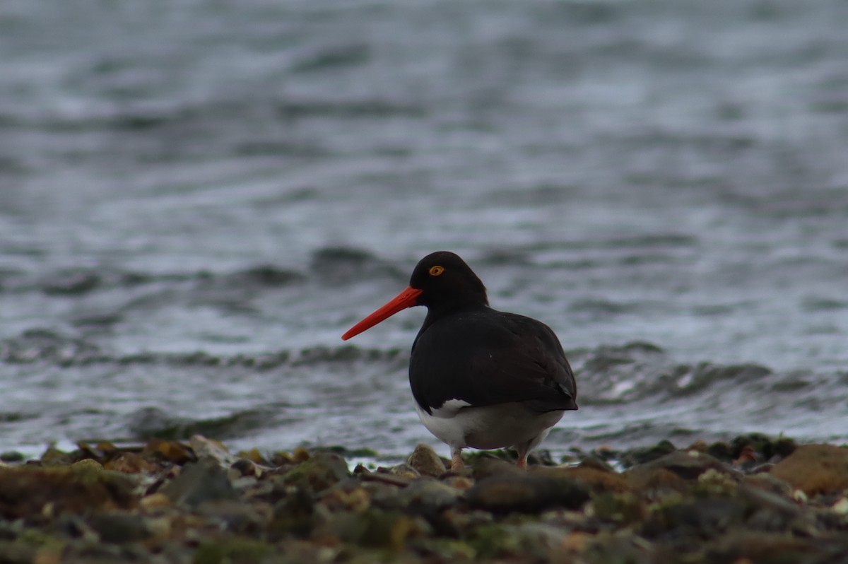 Magellanic Oystercatcher - ML648904461