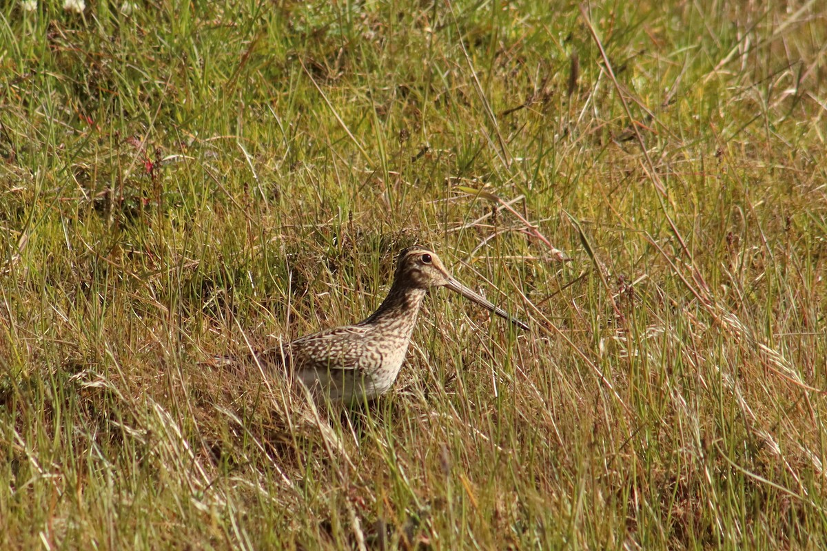 Magellanic Snipe - ML648904473
