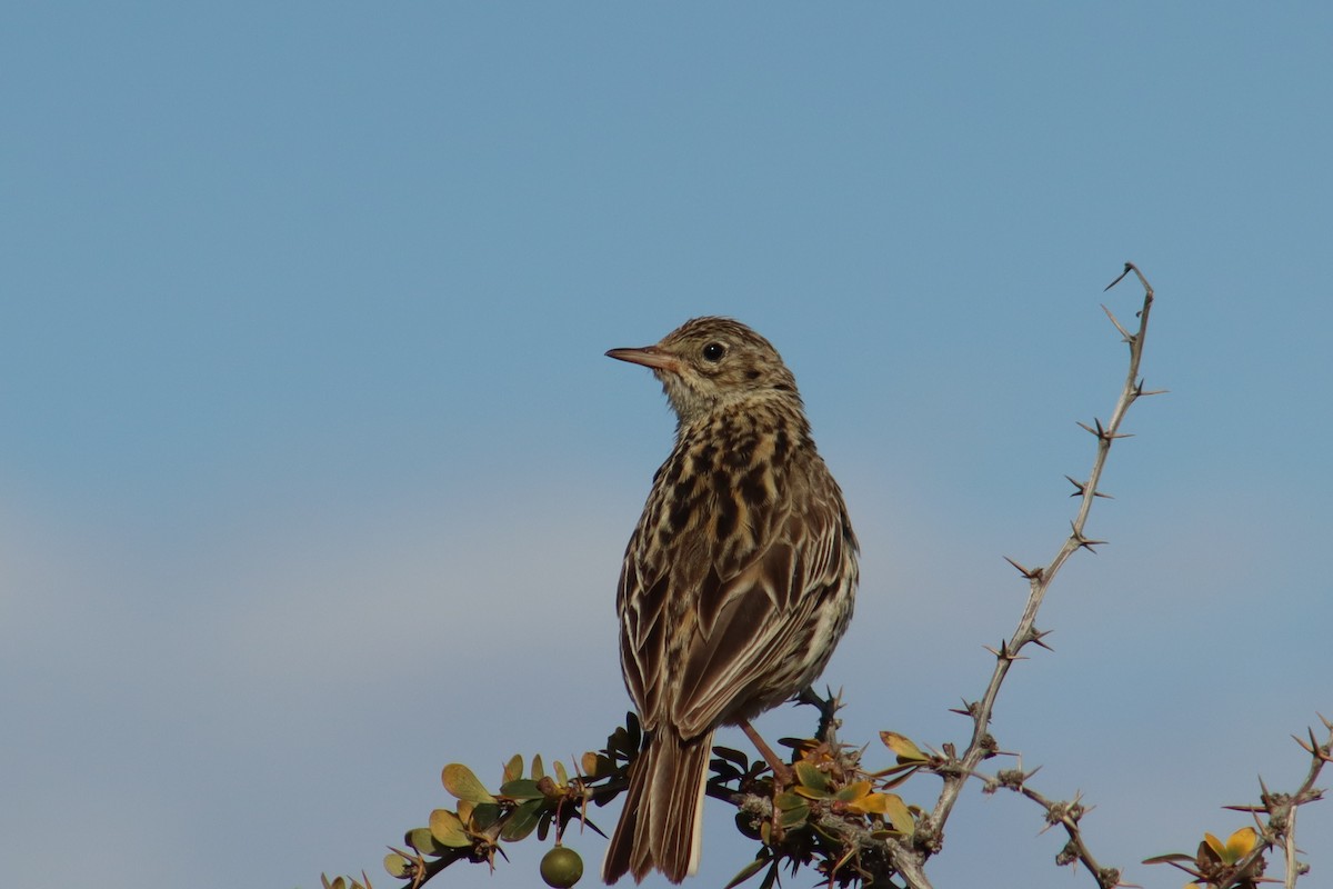 Correndera Pipit - ML648904517